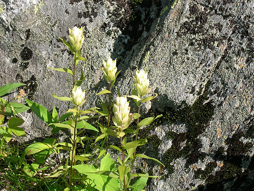 Castilleja septentrionalis